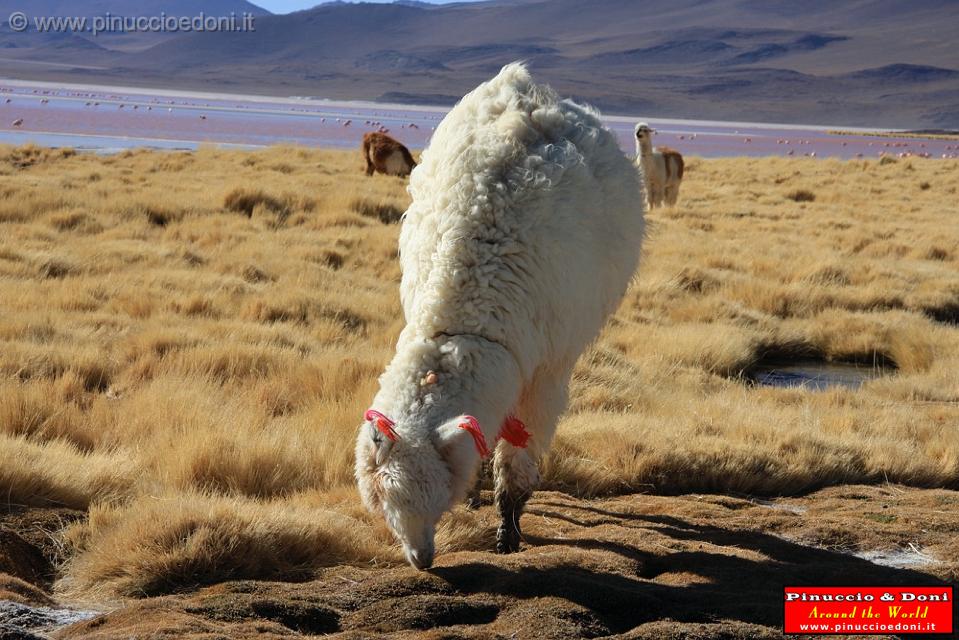 BOLIVIA 2 - Lama alla Laguna Colorada - 7.jpg